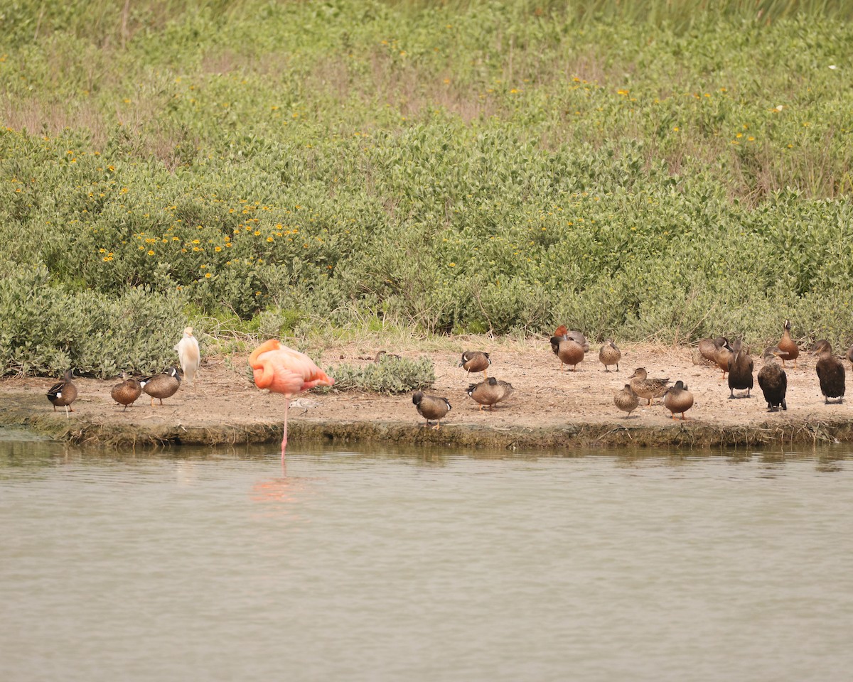 American Flamingo - ML645521967