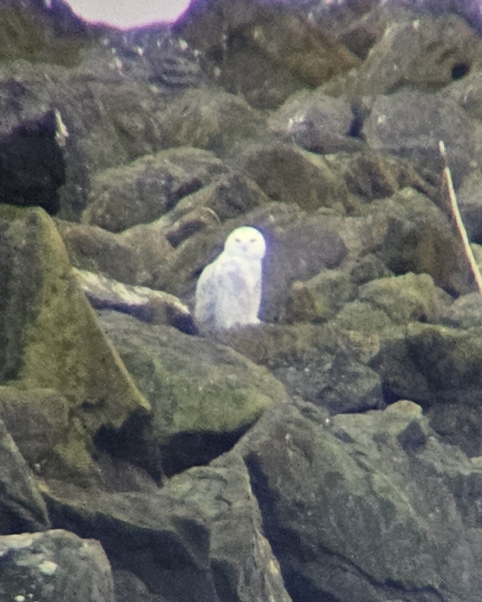 Snowy Owl - ML645521968