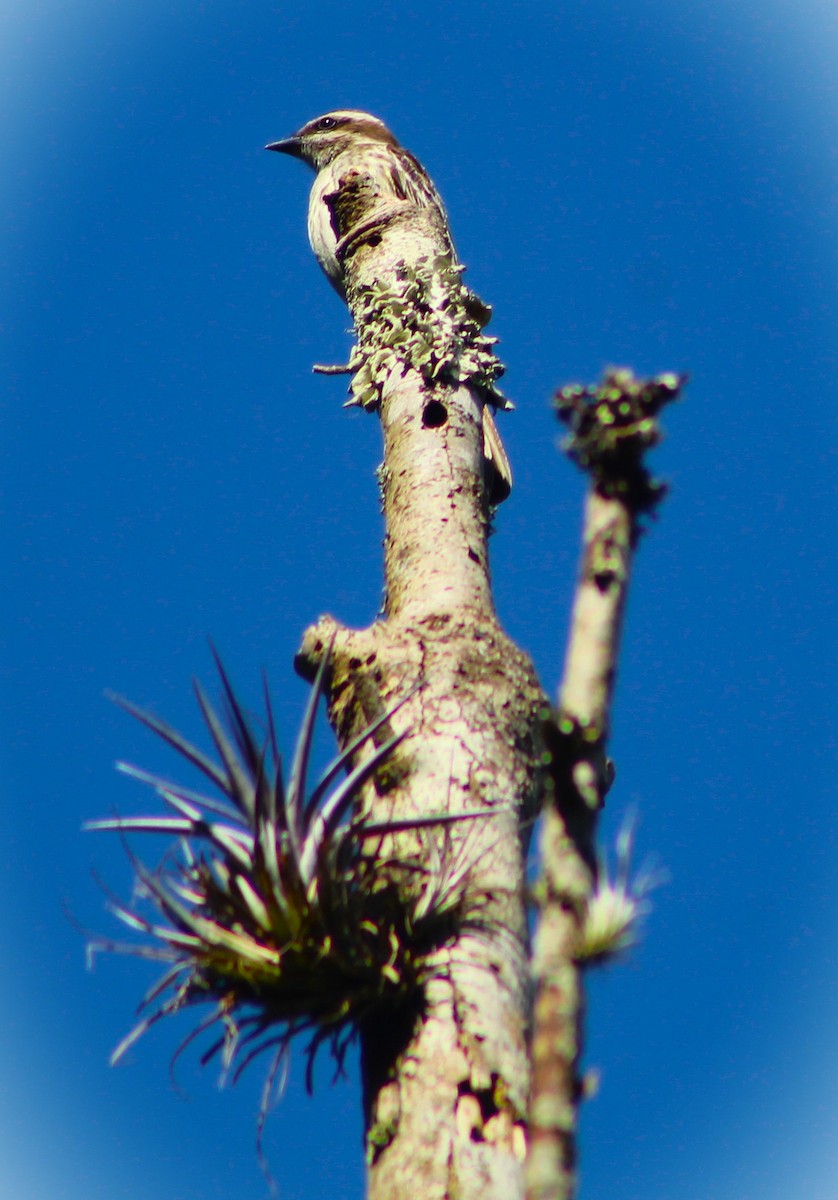 Variegated Flycatcher - ML645521989