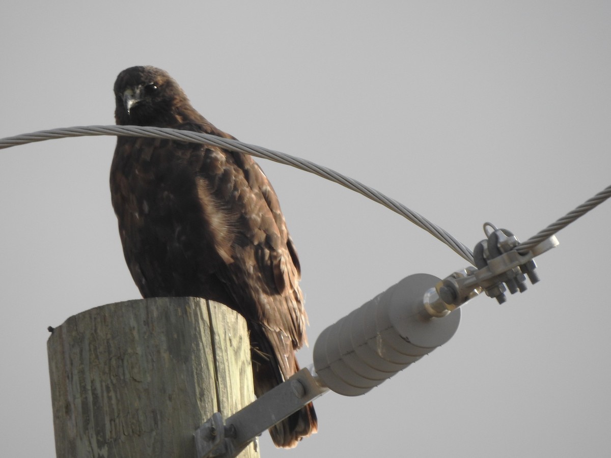 アカオノスリ - ML645521994