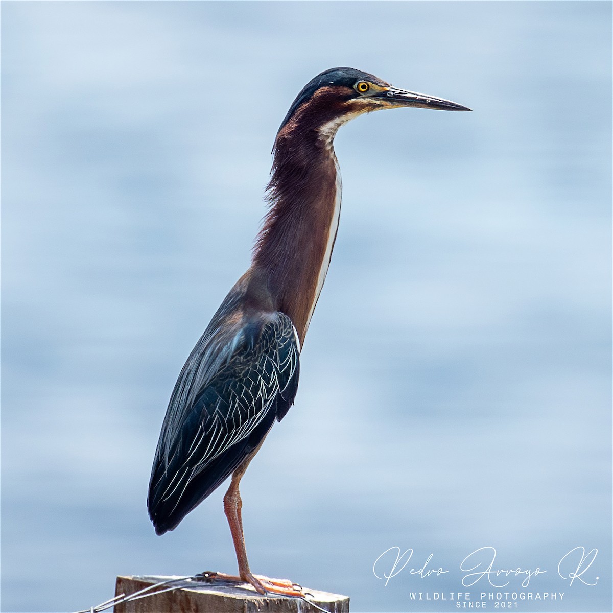 Green Heron - ML645521995
