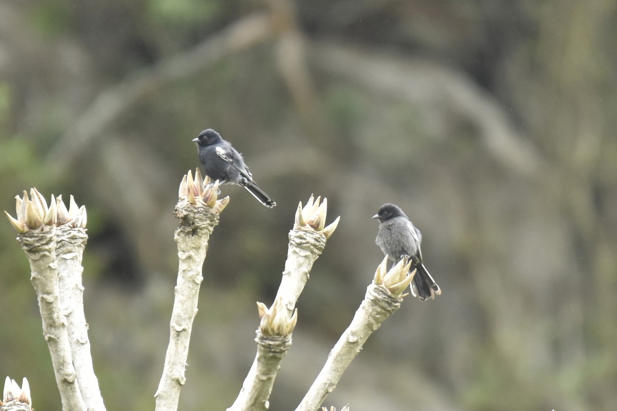 Southern Black-Tit - ML645522000