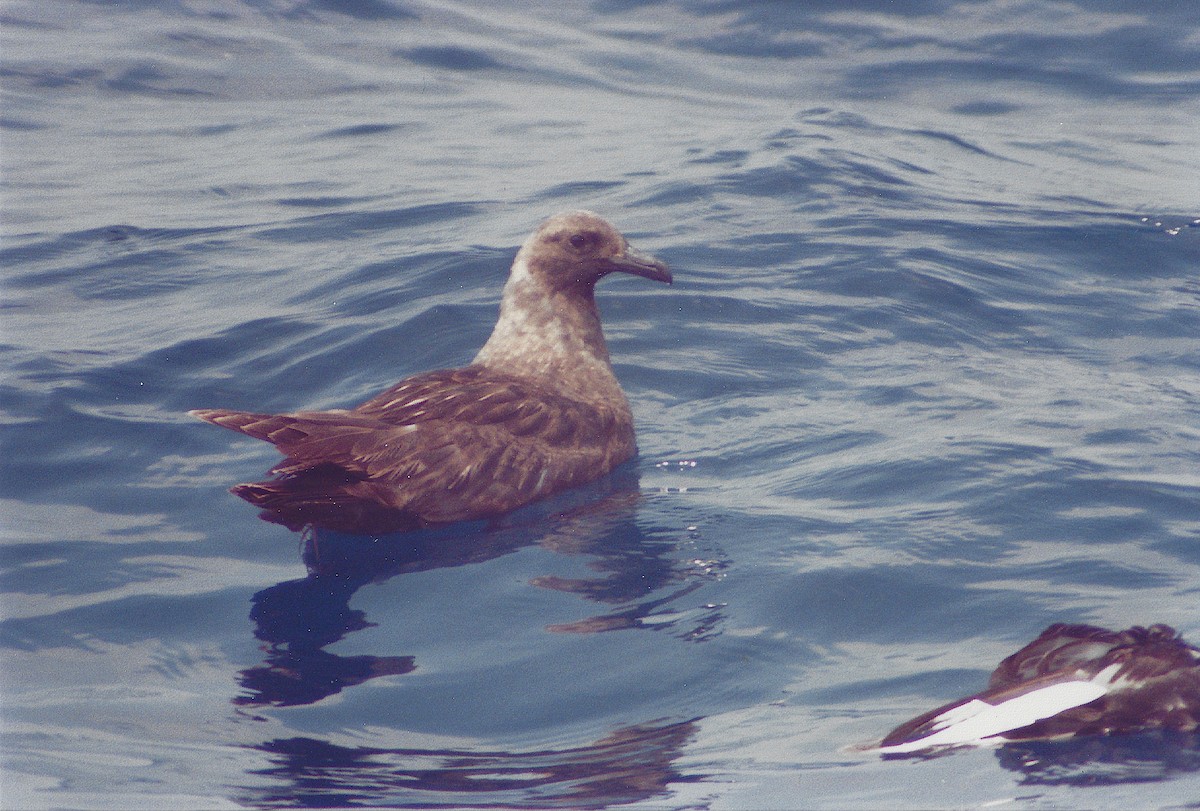 South Polar Skua - ML645522006