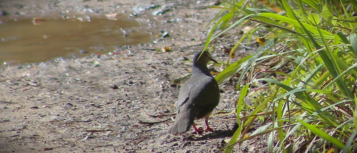 White-tipped Dove - ML645522010