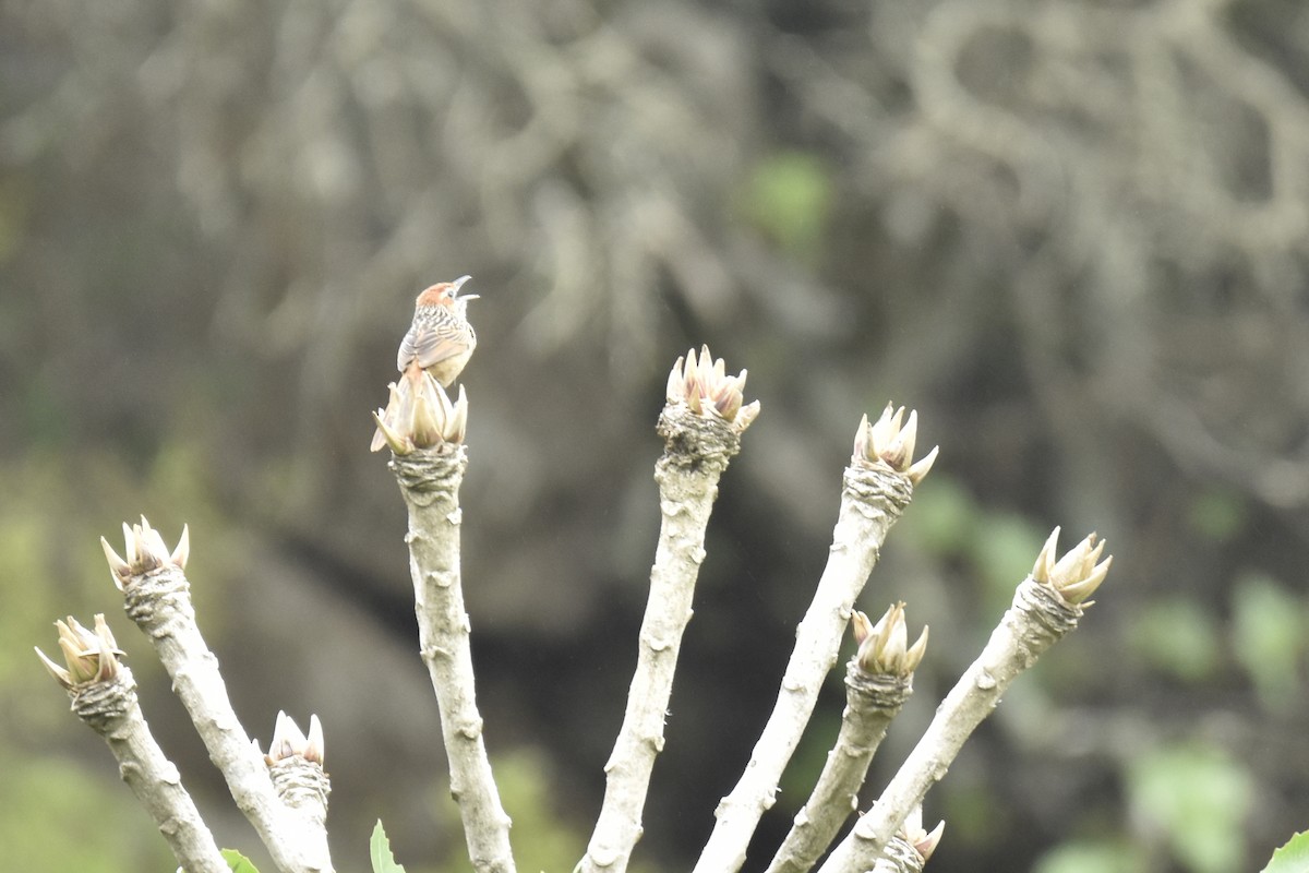 クサムシクイ - ML645522011