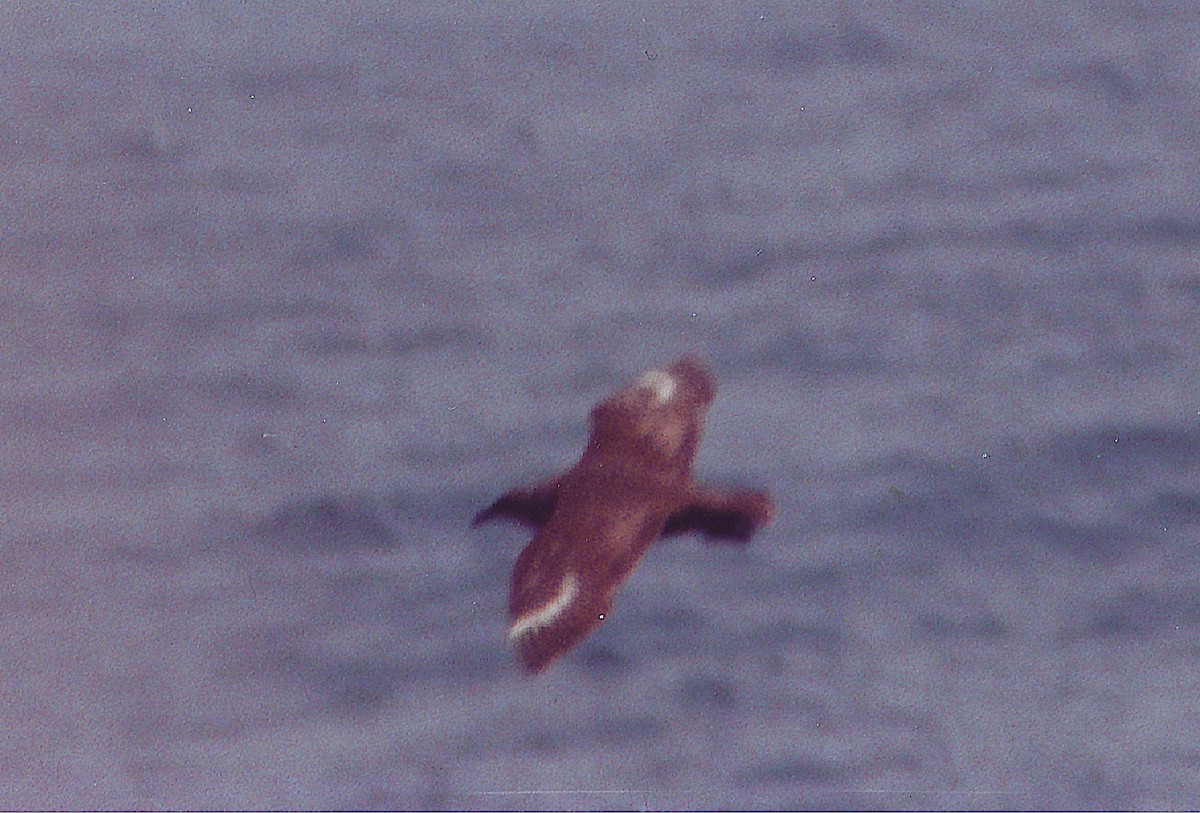 オオトウゾクカモメ - ML645522012