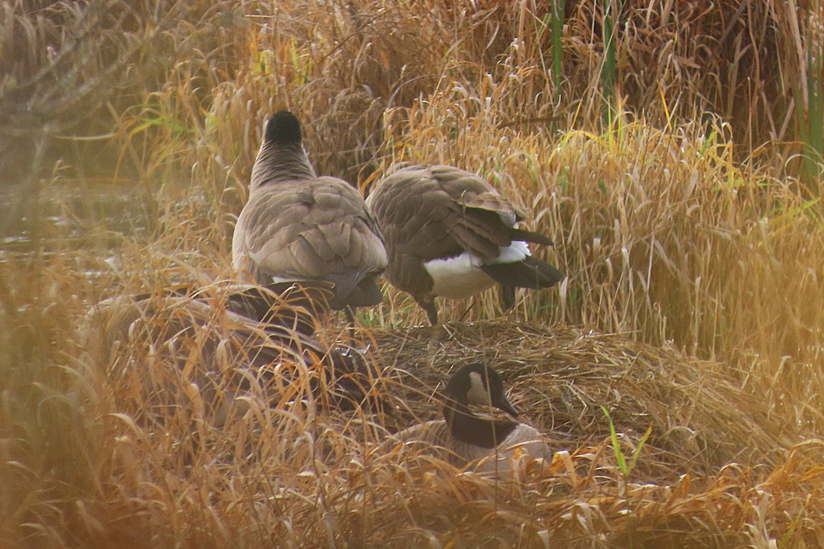 カナダガン - ML645522013