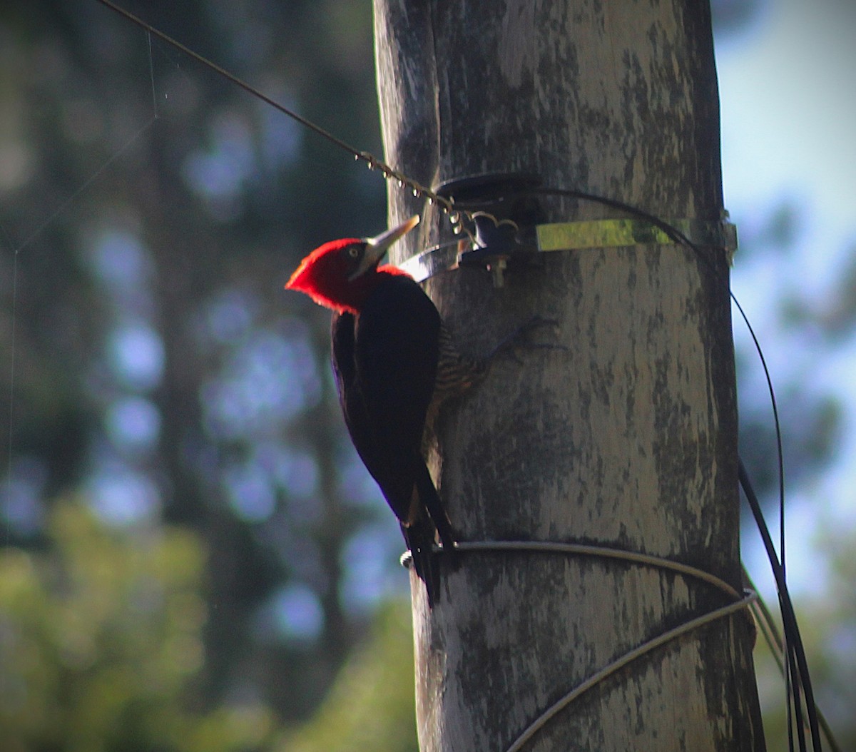 アカエリエボシゲラ - ML645522014