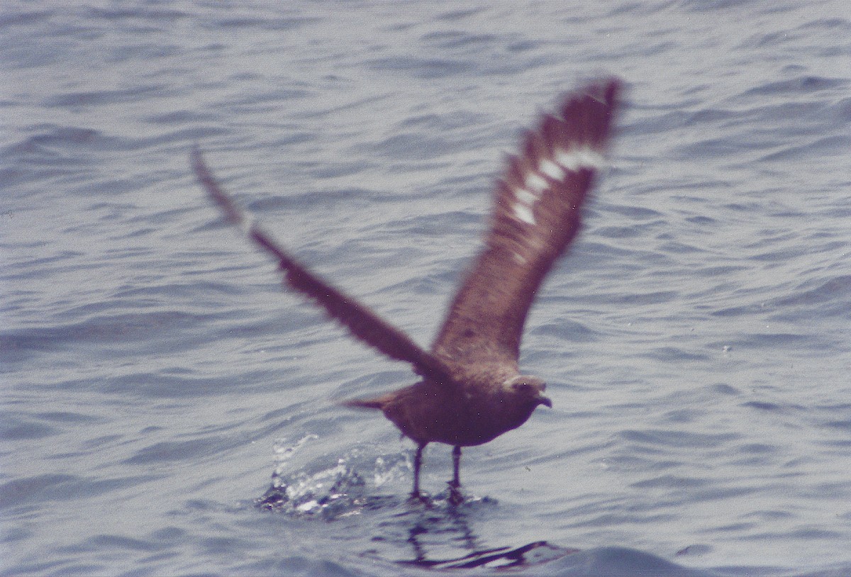 オオトウゾクカモメ - ML645522015