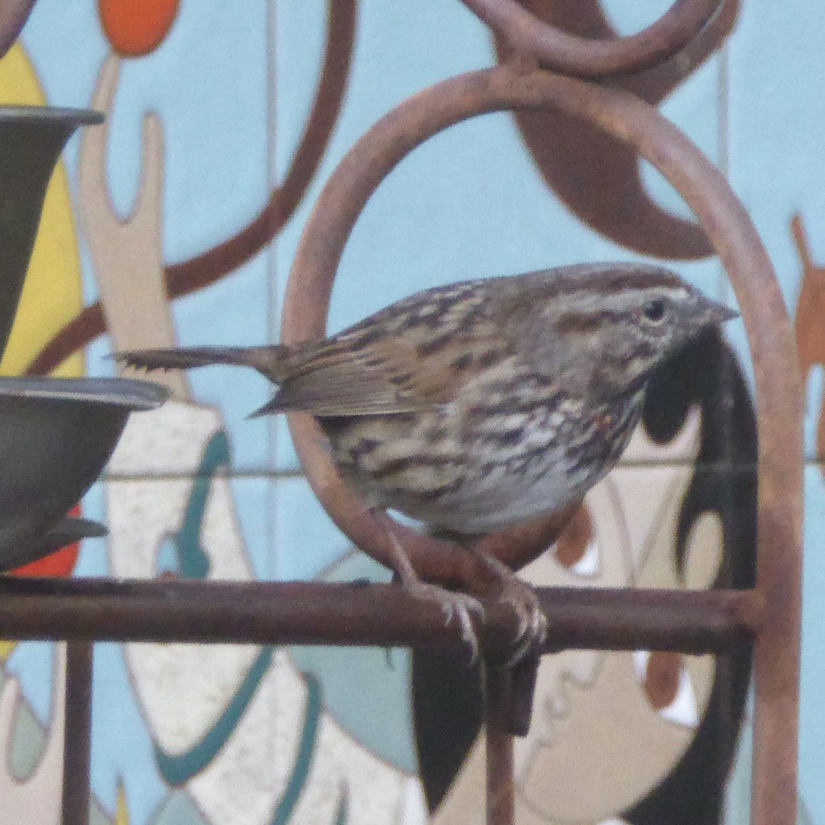 ウタスズメ - ML645522016