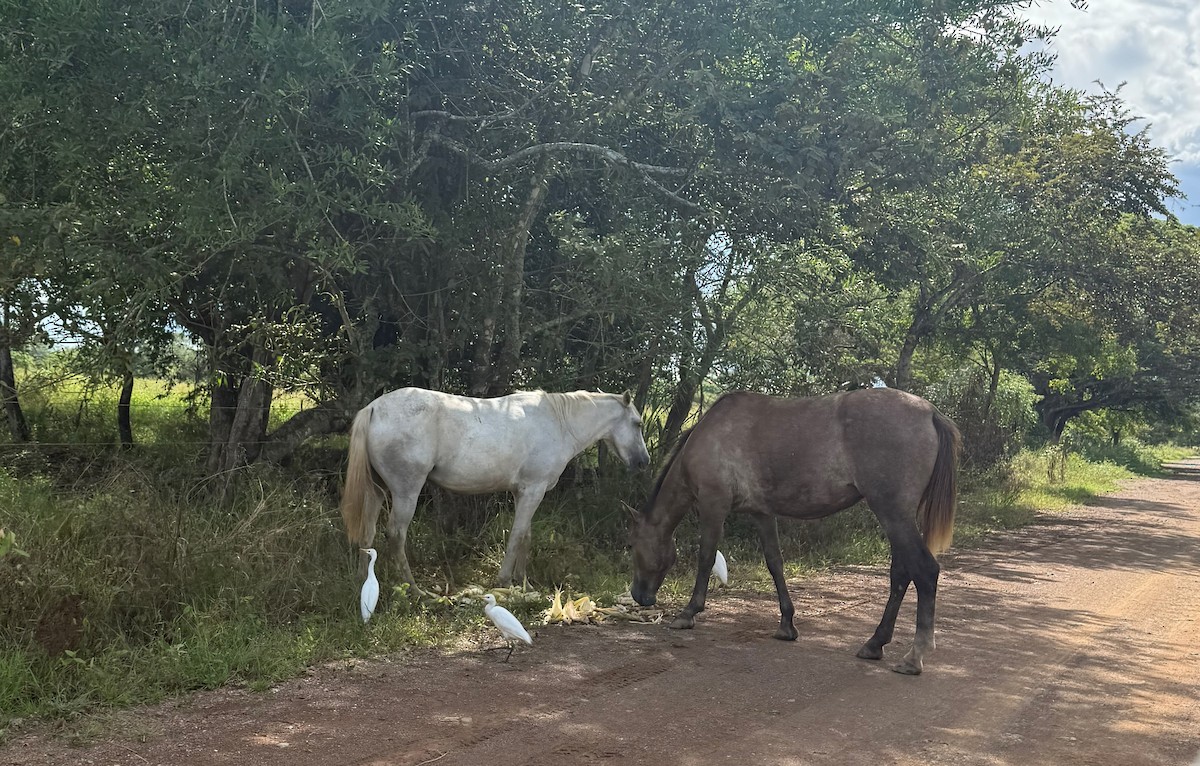 ニシアマサギ - ML645522017