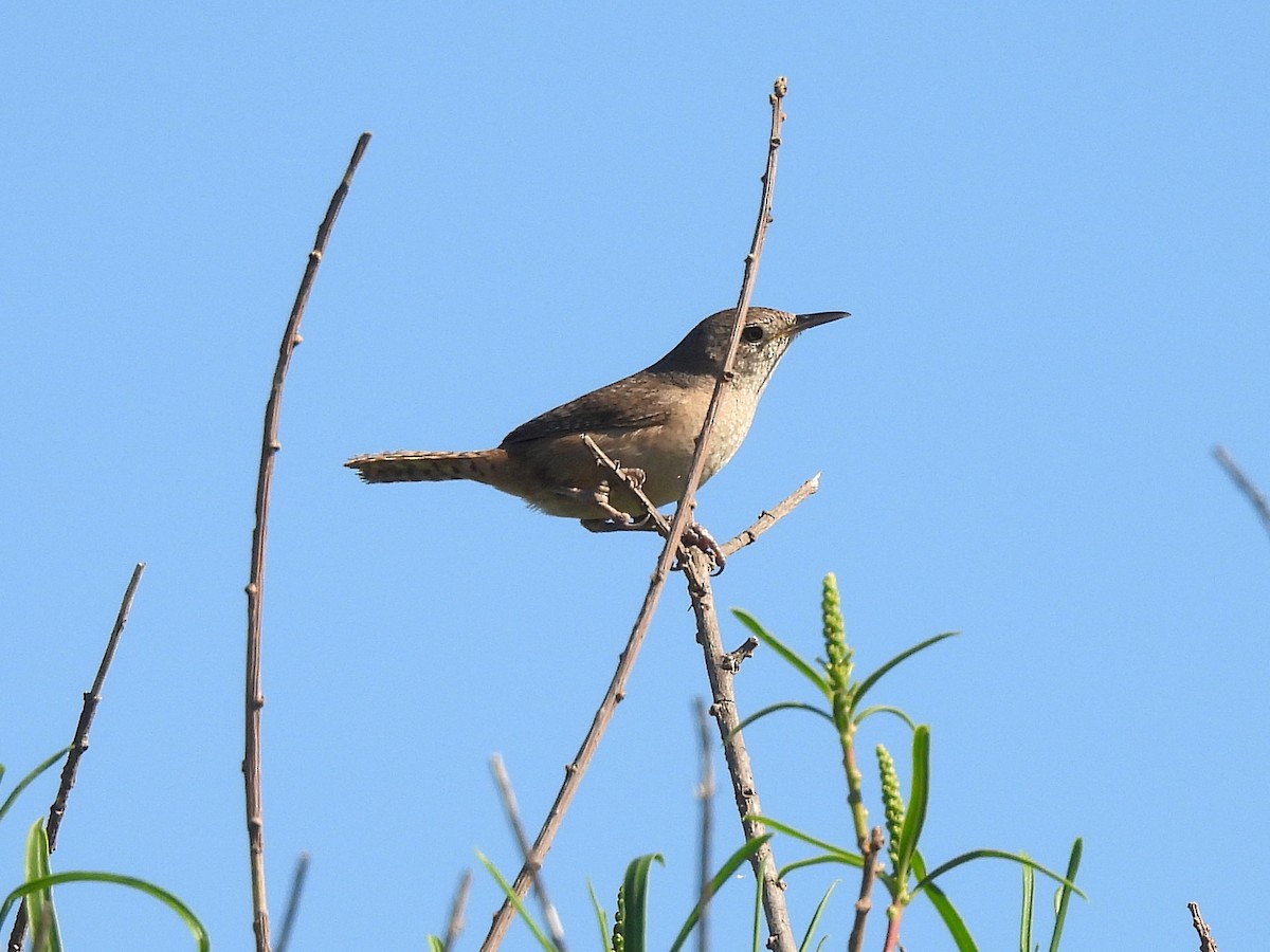 Southern House Wren - ML645522018