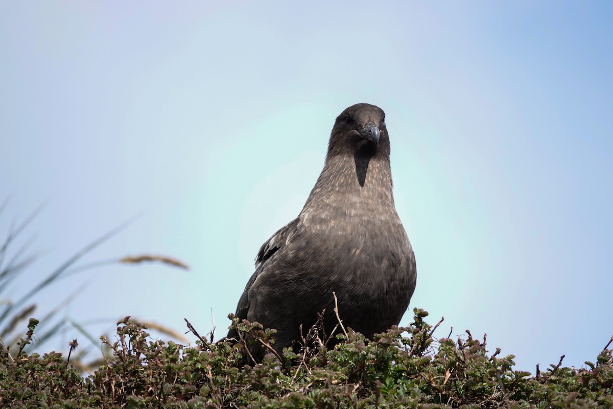ミナミオオトウゾクカモメ - ML645522019