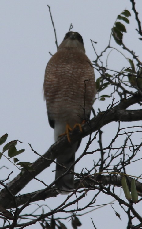 クーパーハイタカ - ML645522020