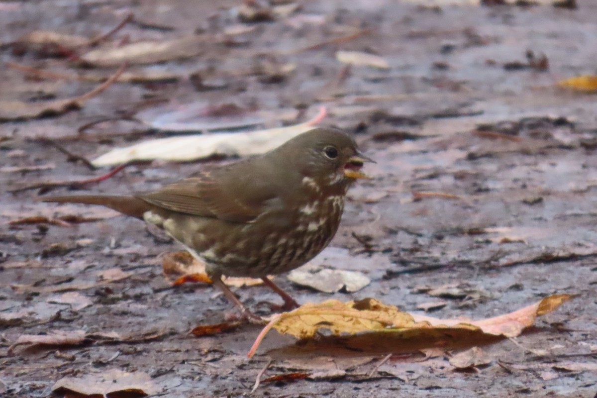 ゴマフスズメ - ML645522021