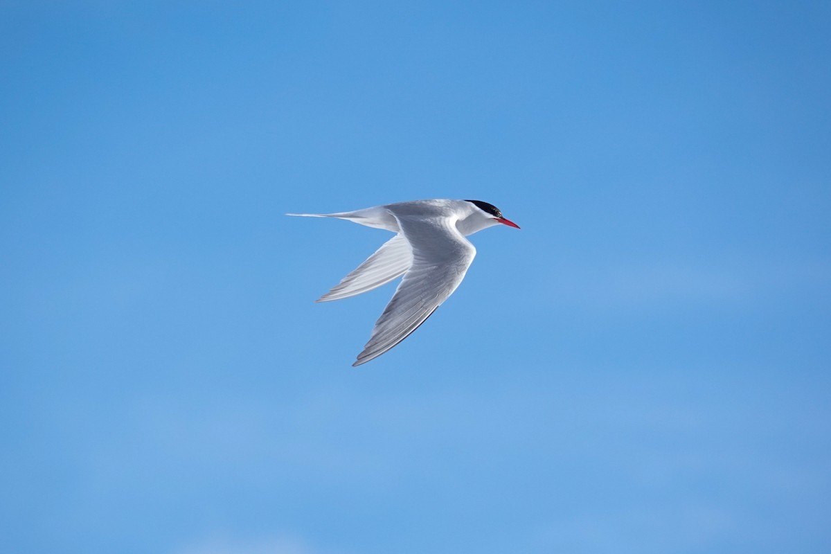 ナンキョクアジサシ - ML645522024