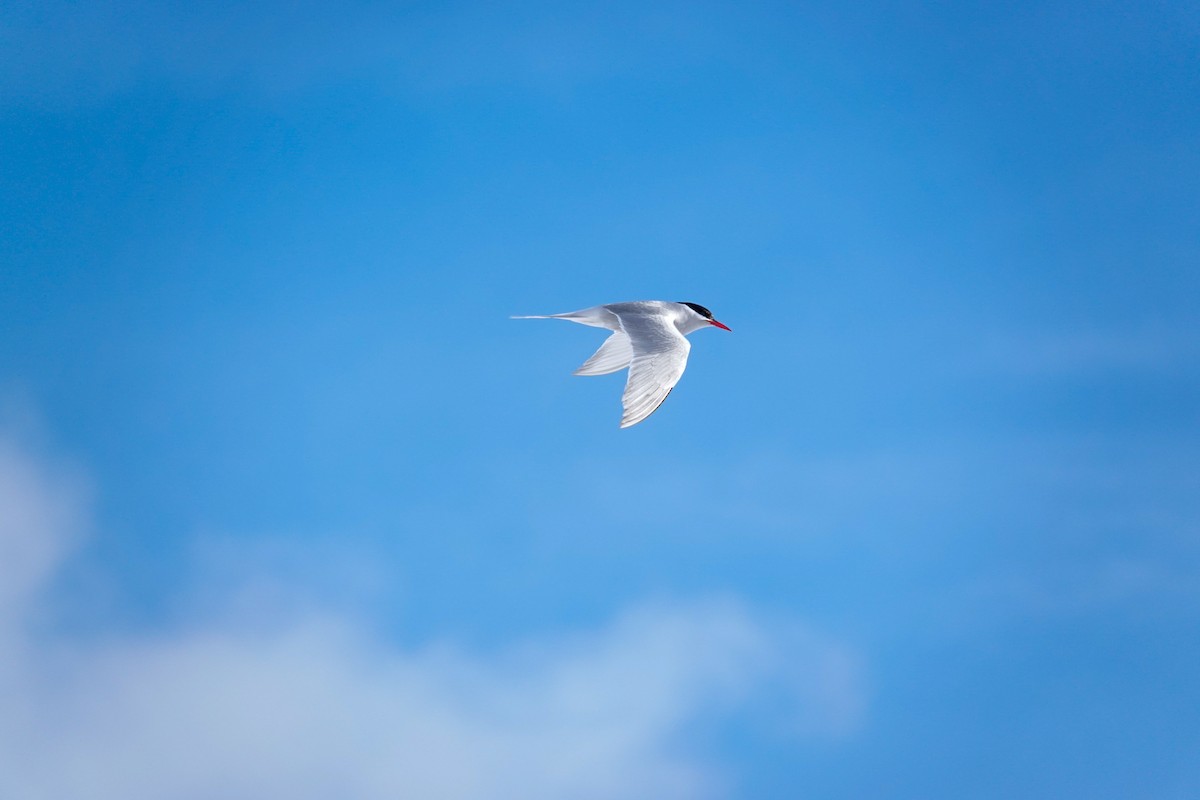 ナンキョクアジサシ - ML645522025