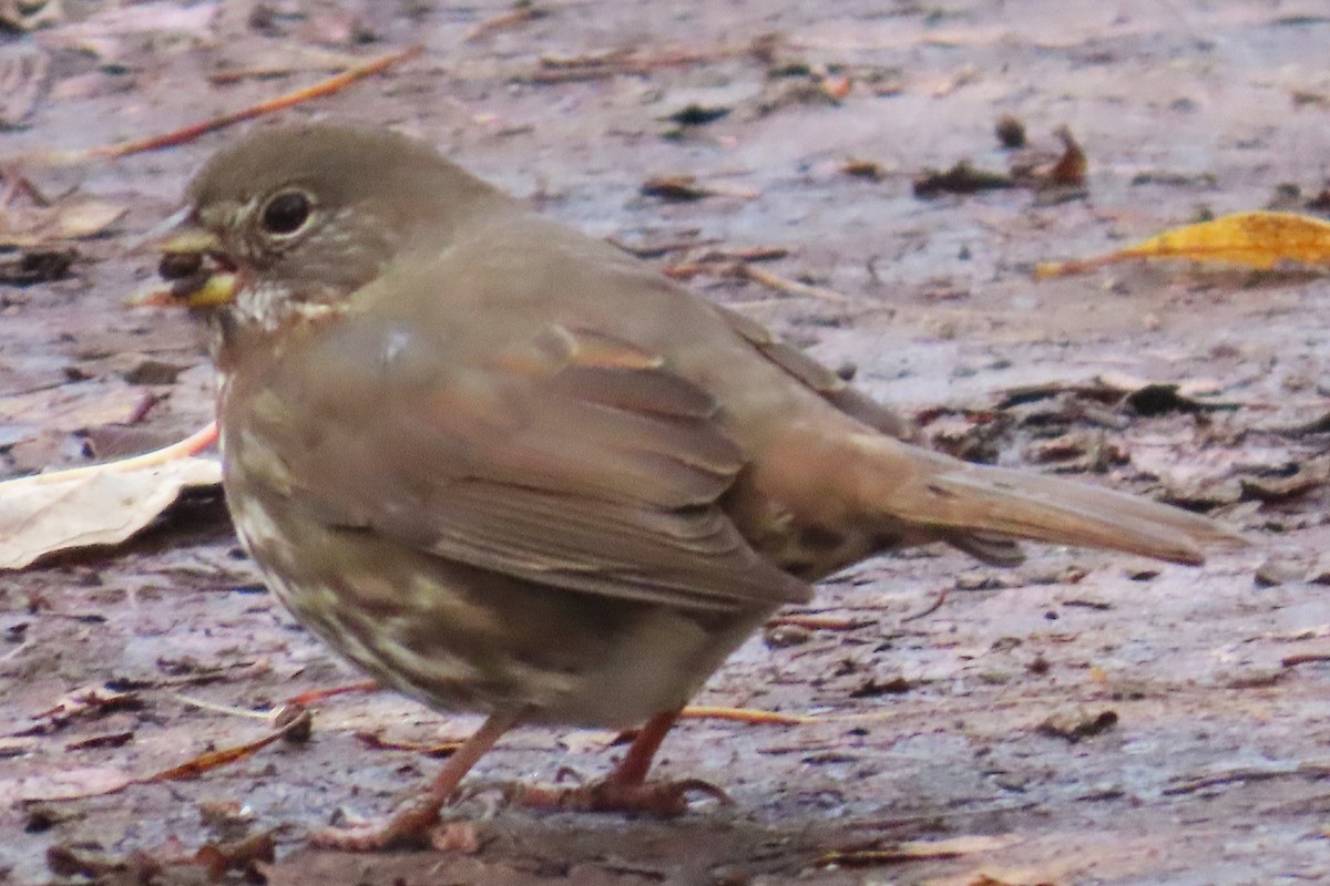 ゴマフスズメ - ML645522026