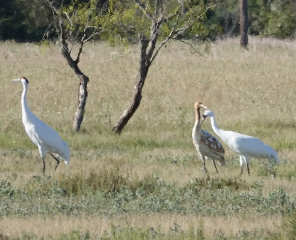 アメリカシロヅル - ML645522027