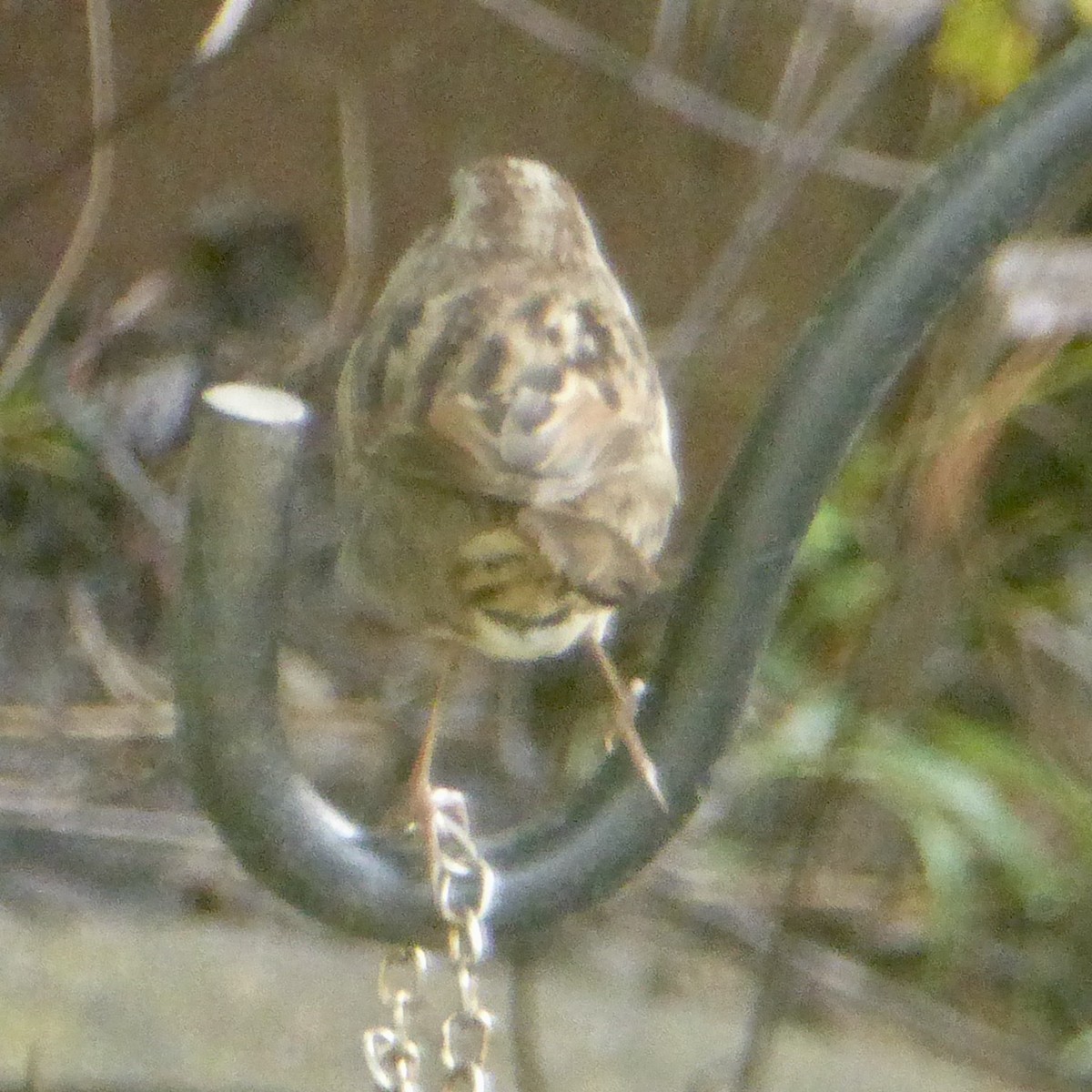 ウタスズメ - ML645522028