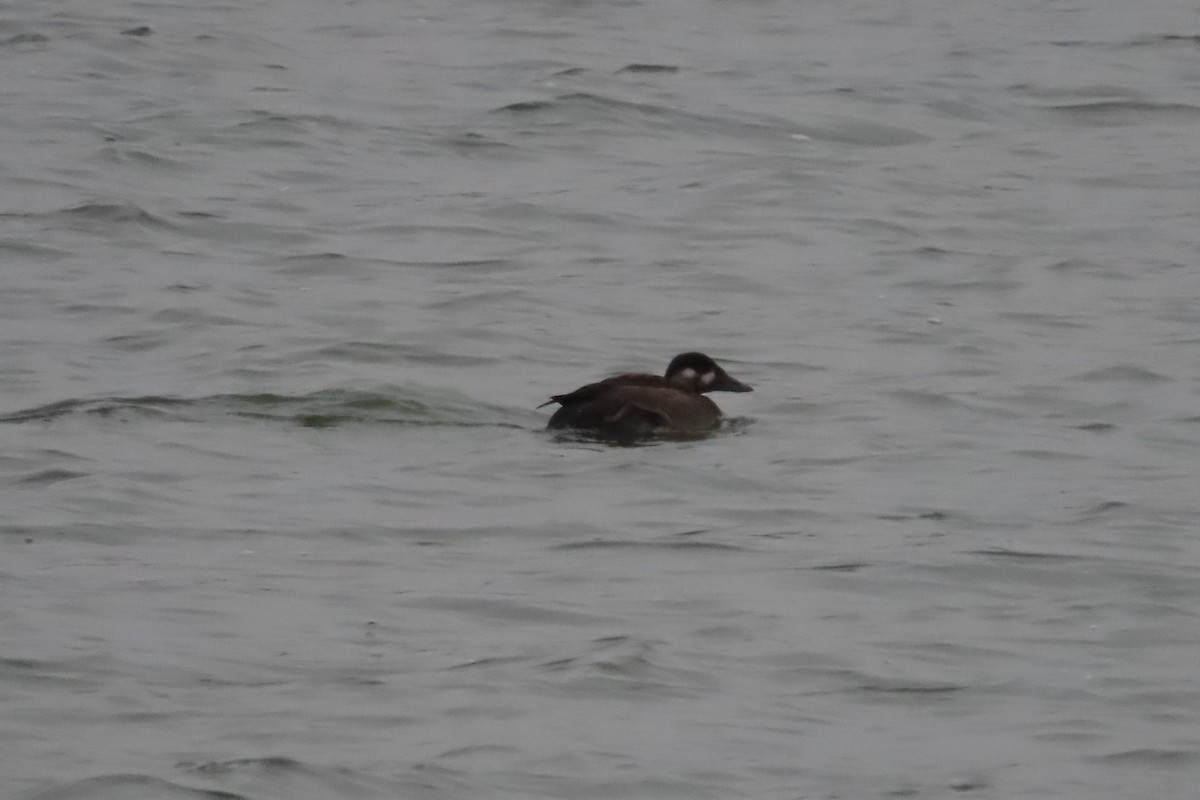 アラナミキンクロ - ML645522030