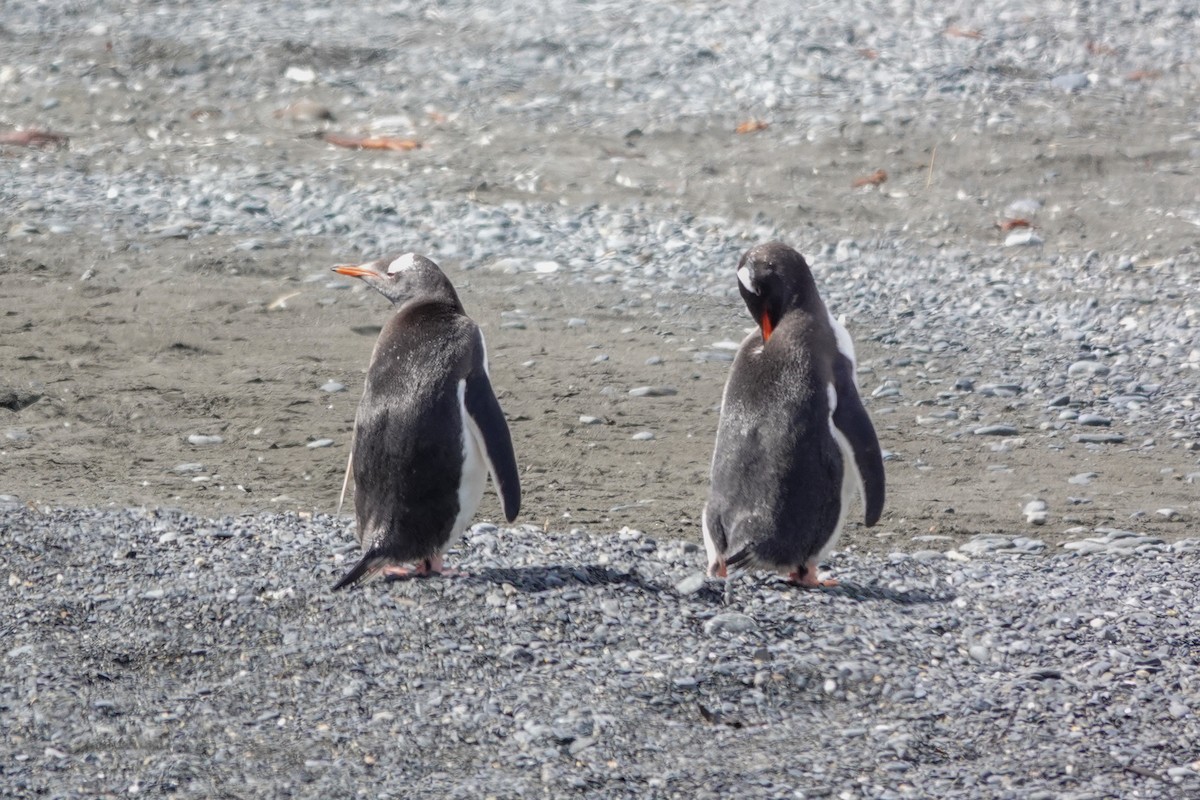 ジェンツーペンギン - ML645522031