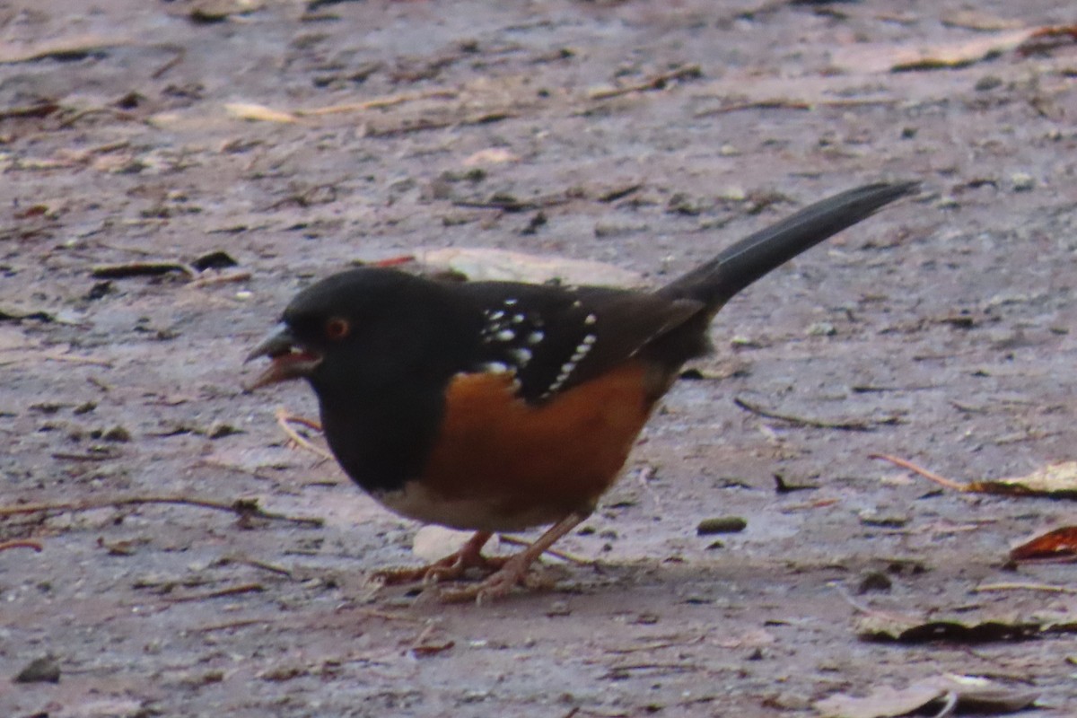 ホシワキアカトウヒチョウ - ML645522033