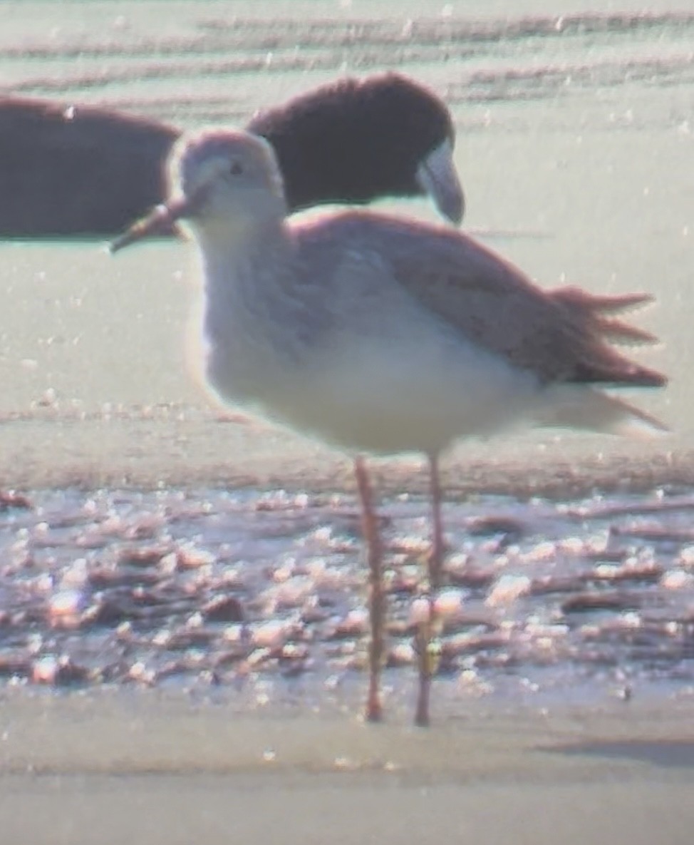 オオキアシシギ - ML645522034