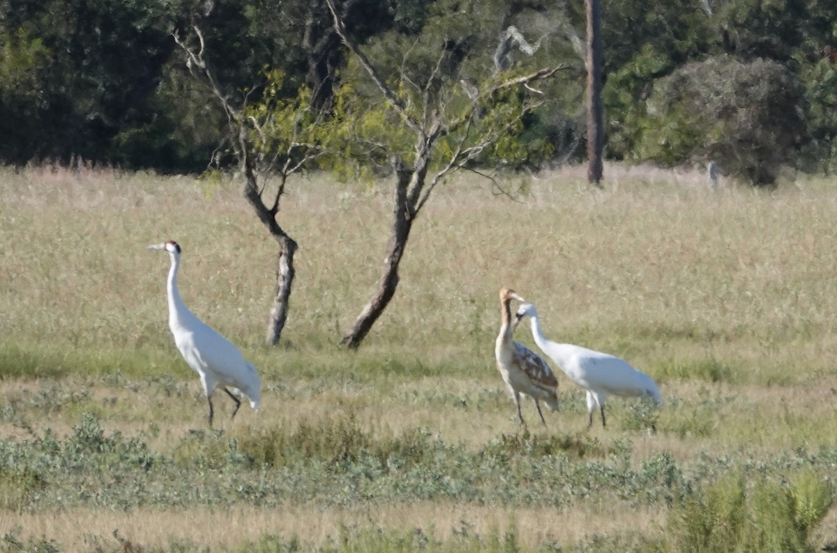 アメリカシロヅル - ML645522036