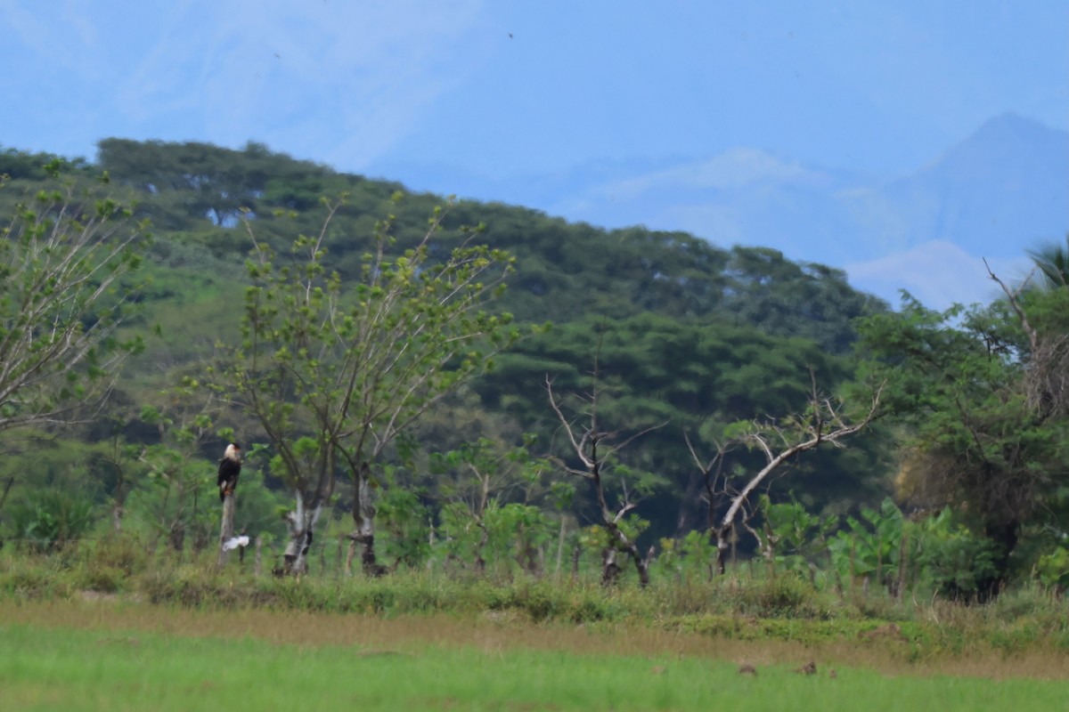 ミナミカラカラ - ML645522040