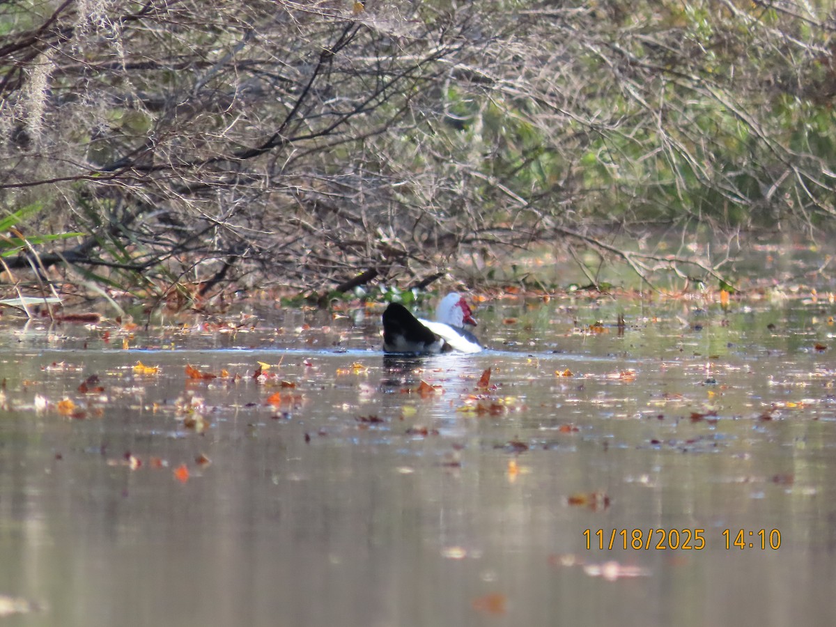 ノバリケン（家畜） - ML645522043