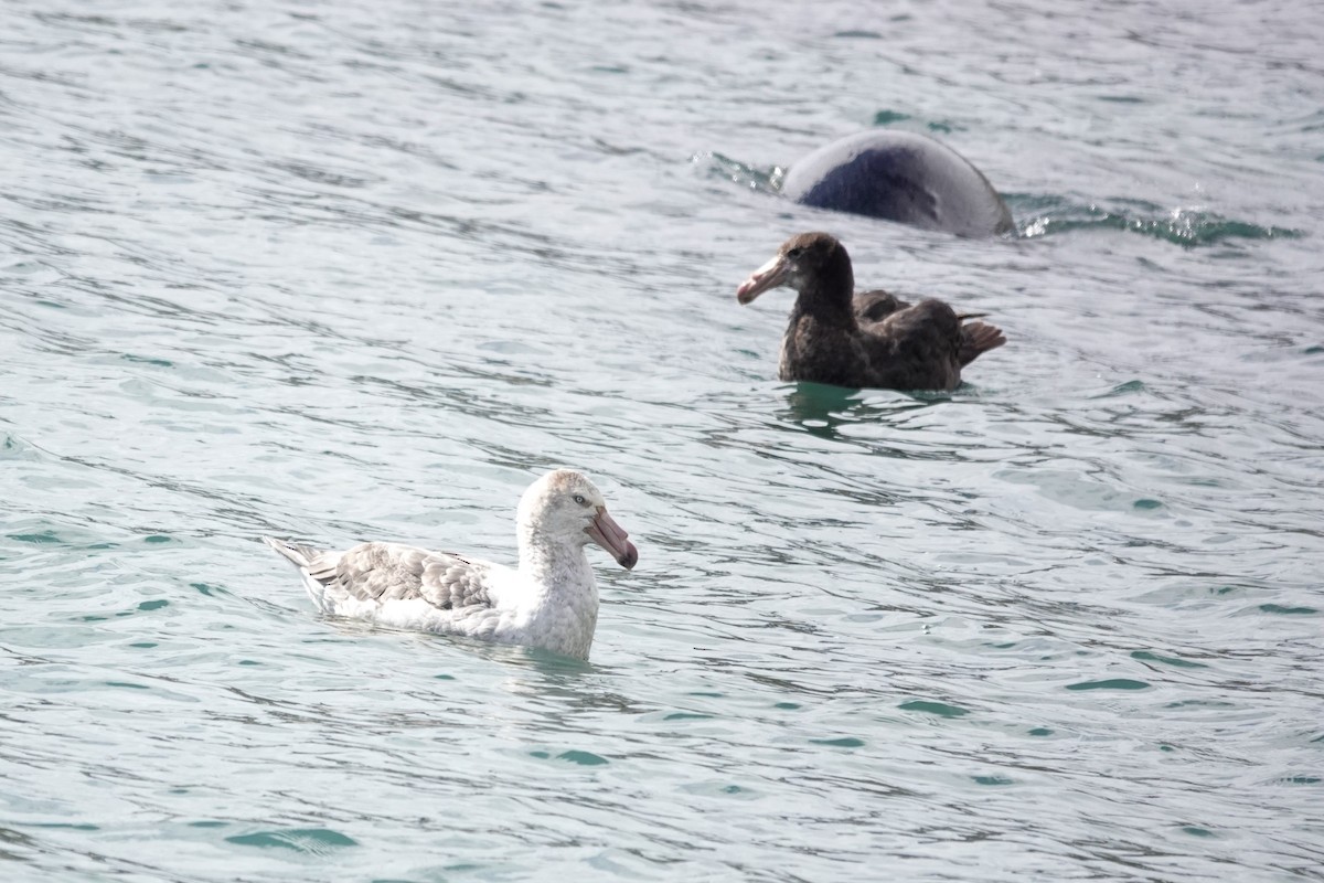 キタオオフルマカモメ - ML645522045