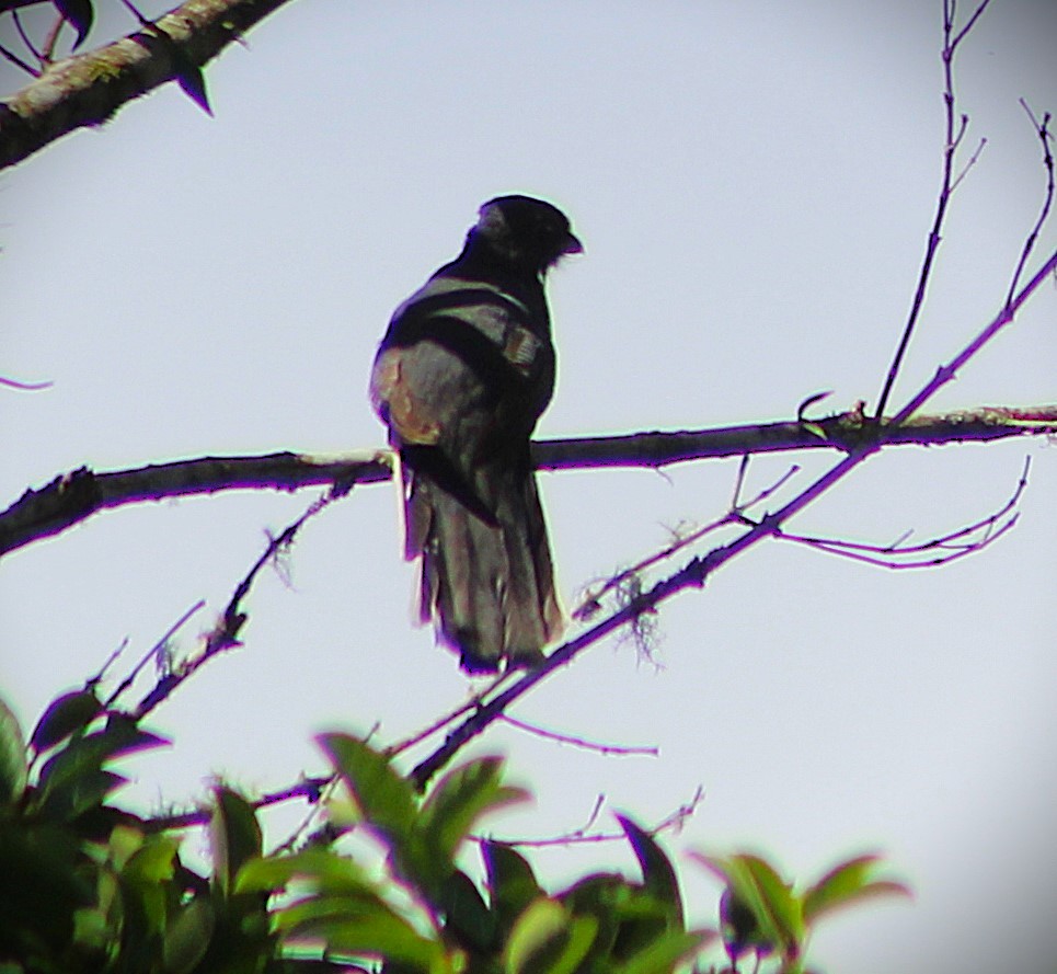 オジロキヌバネドリ - ML645522046