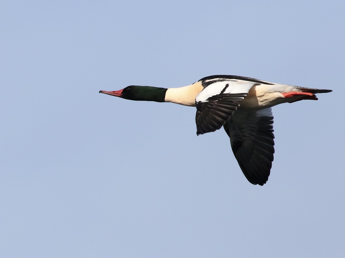 カワアイサ - ML645522047