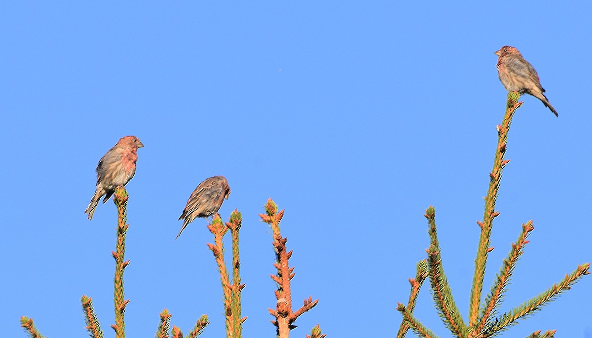 メキシコマシコ - ML645522048