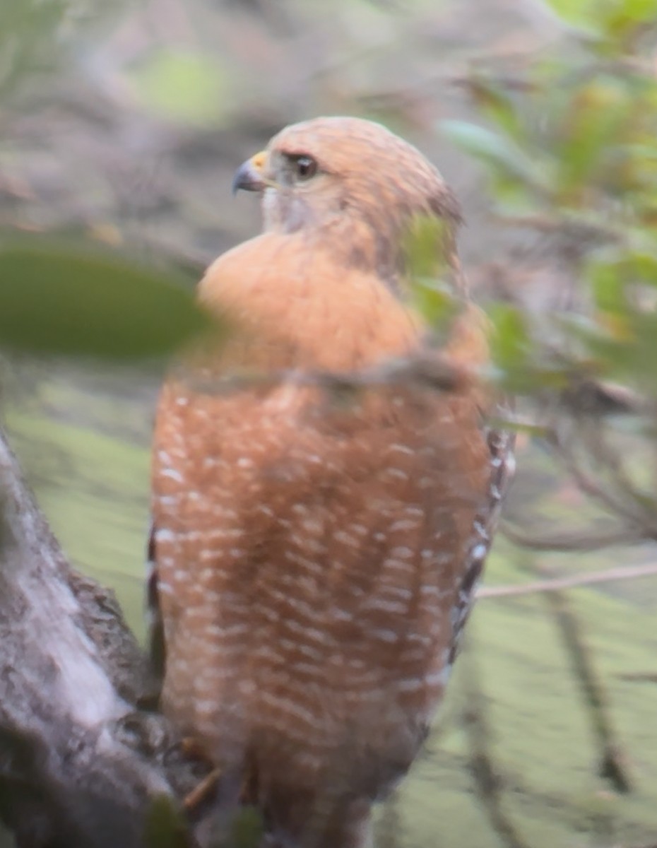 カタアカノスリ - ML645522049