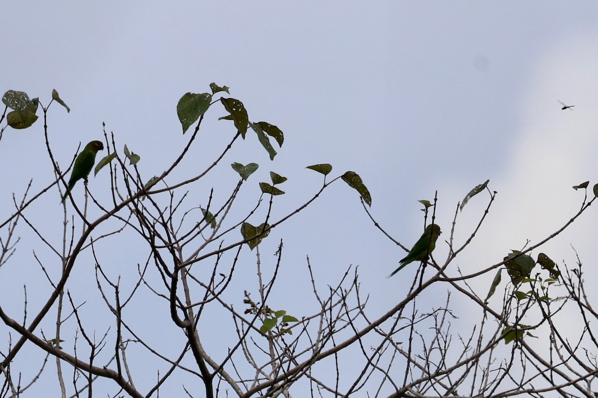 チャノドインコ - ML645522051