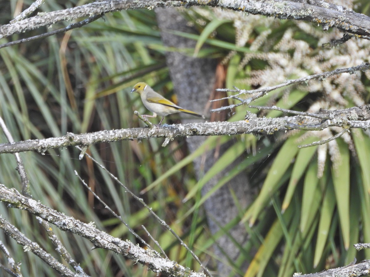 White-plumed Honeyeater - ML645522058