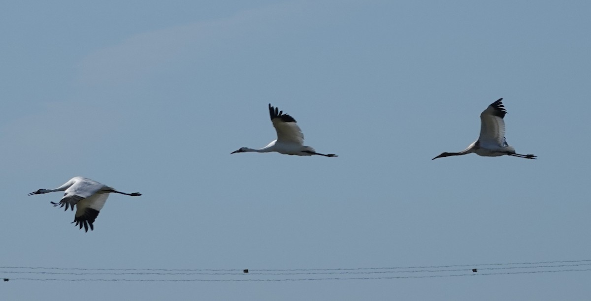 trompettrane - ML645522059