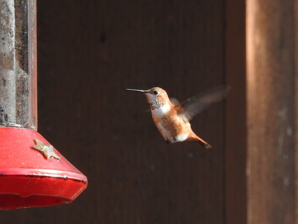 Rufous Hummingbird - ML645522061