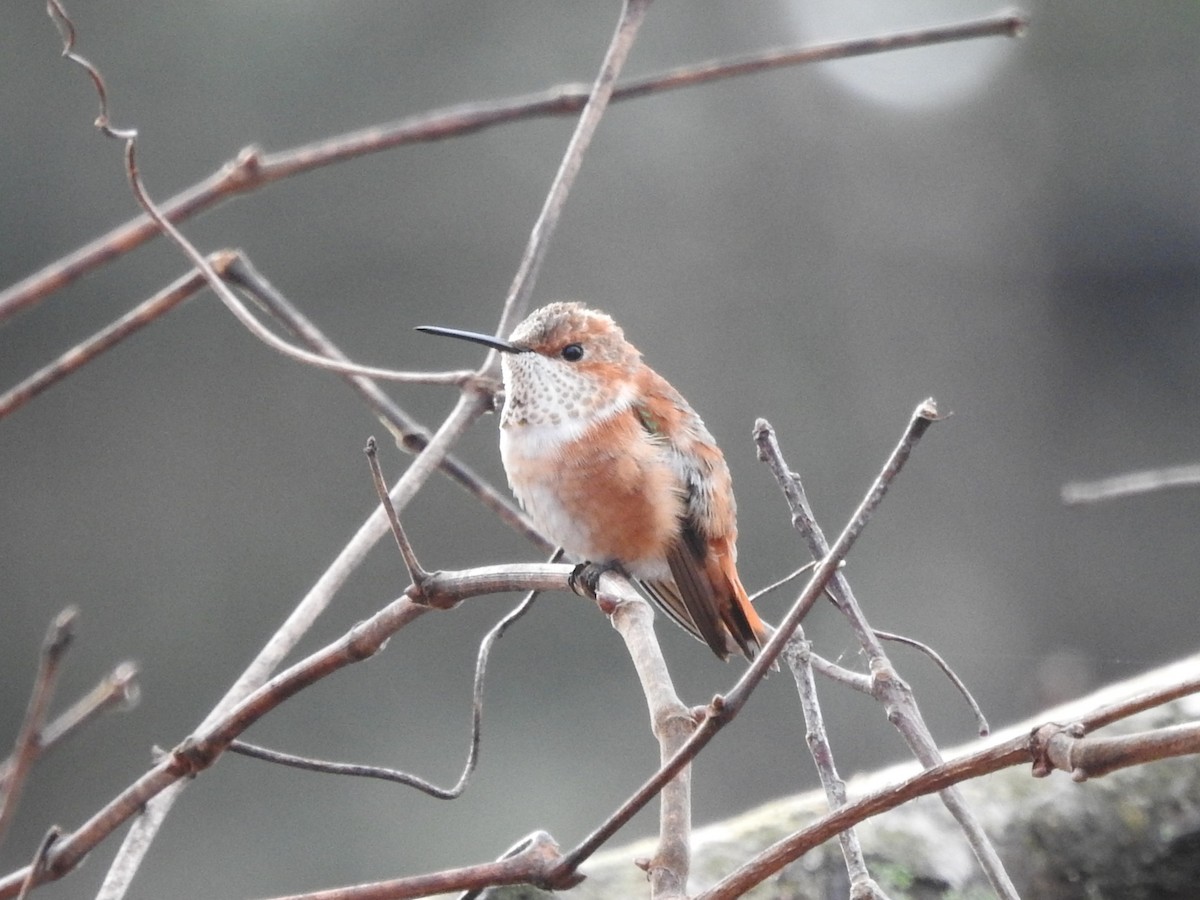 Rufous Hummingbird - ML645522062