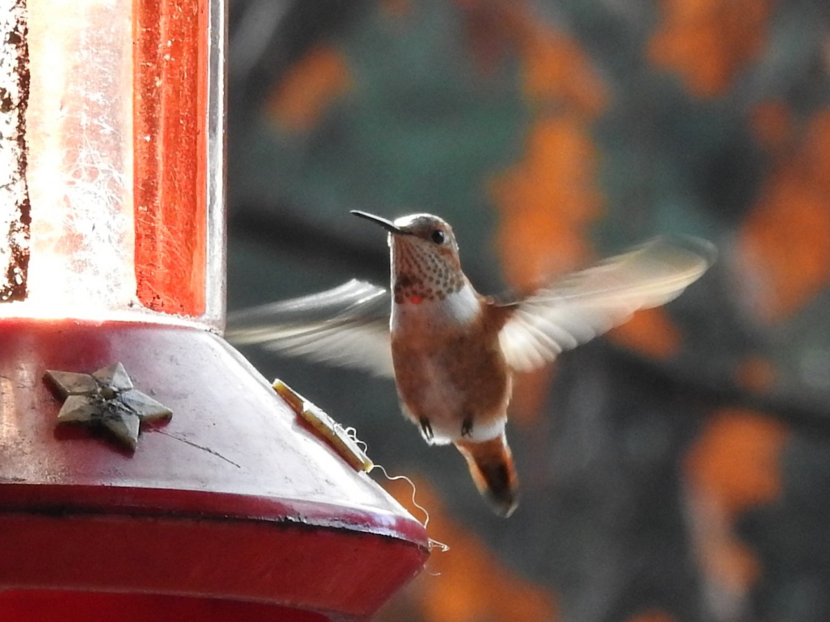 Rufous Hummingbird - ML645522064