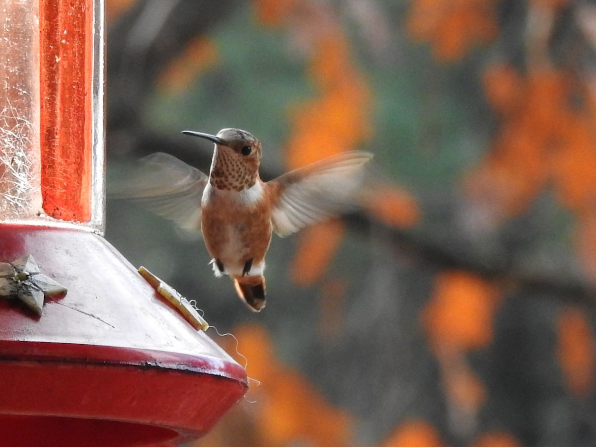 Rufous Hummingbird - ML645522065