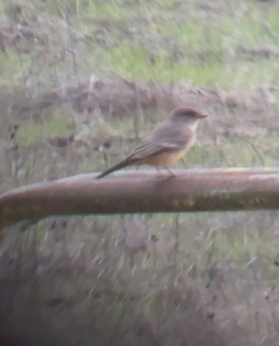 Say's Phoebe - ML645522076