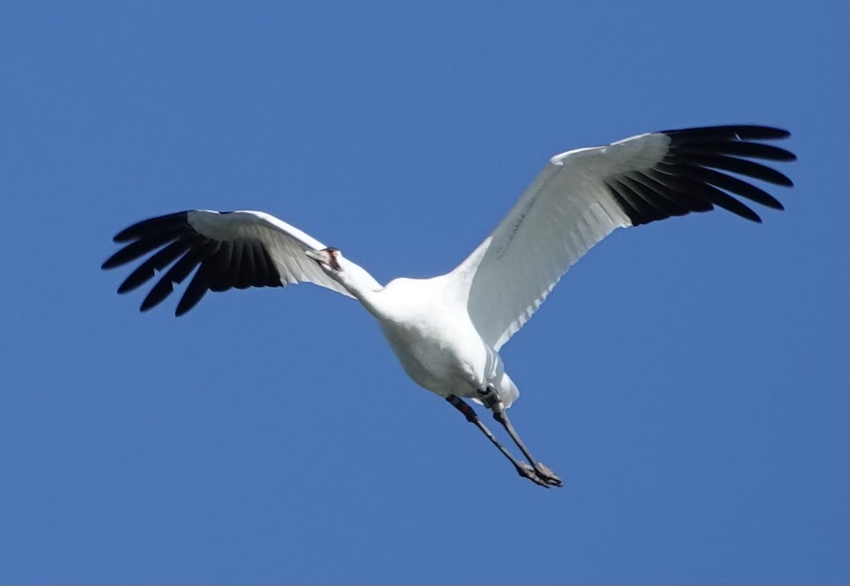 trompettrane - ML645522078