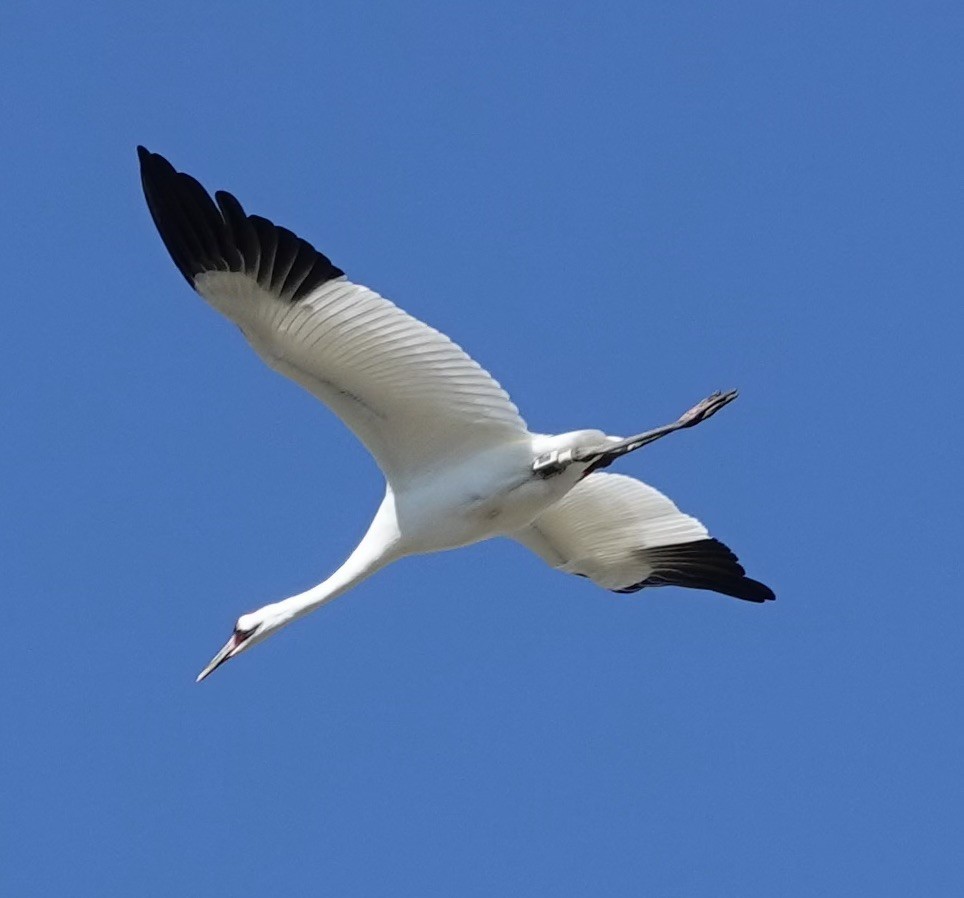 trompettrane - ML645522079