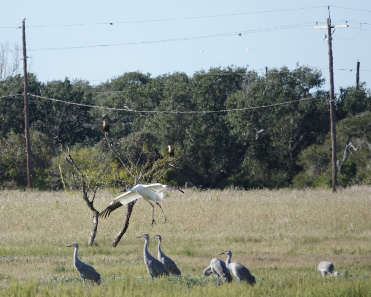 trompettrane - ML645522080