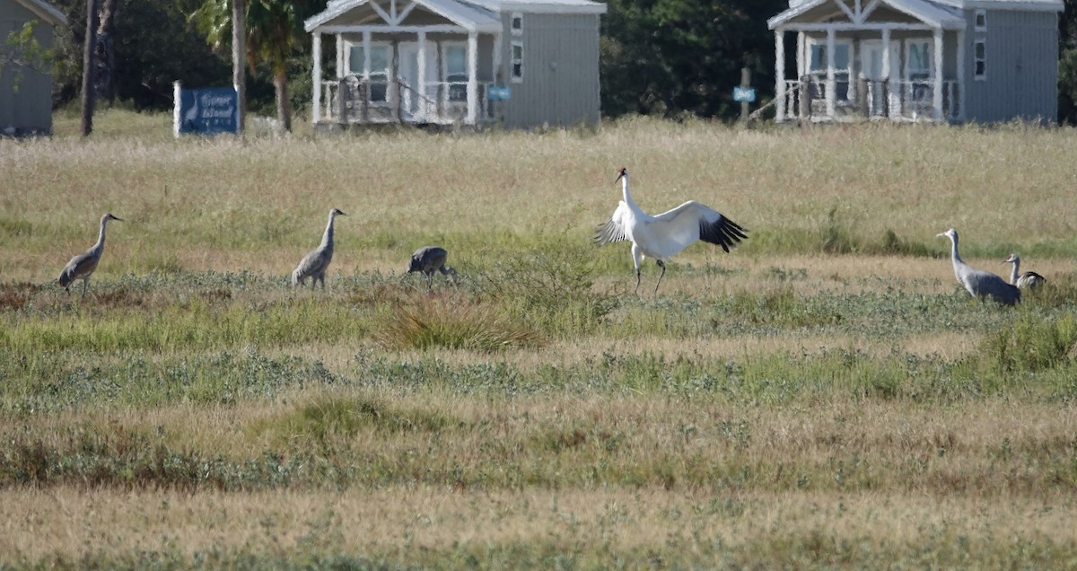 trompettrane - ML645522082