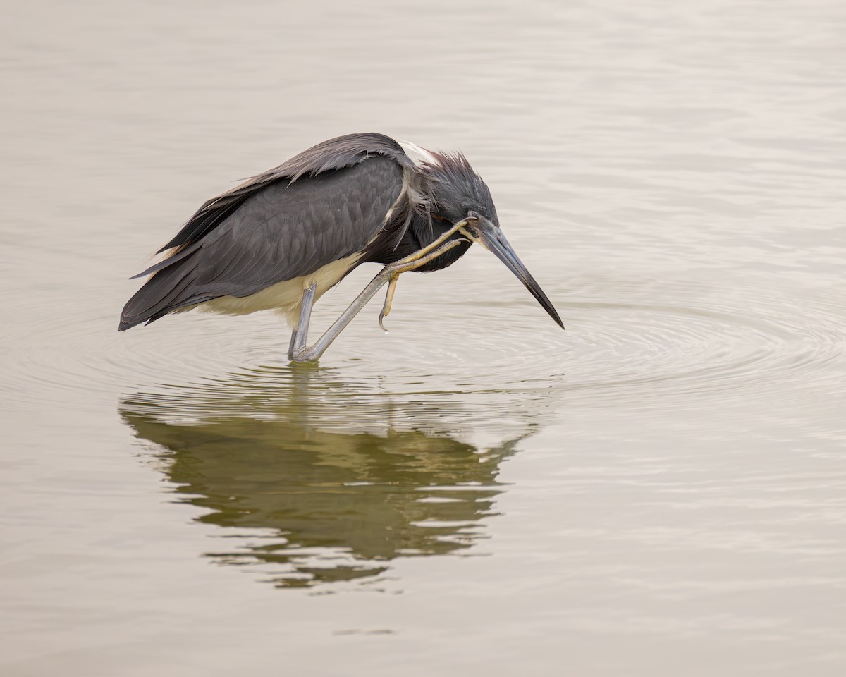 Tricolored Heron - ML645522083