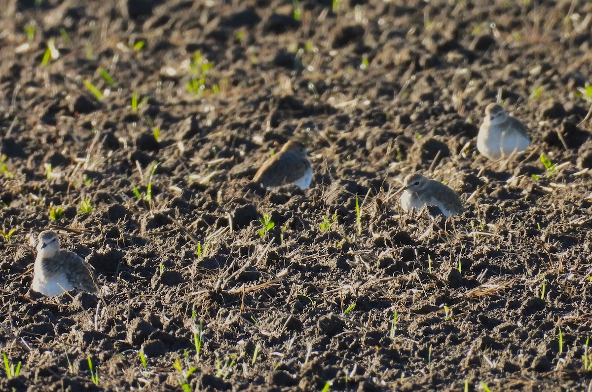 Горный зуёк - ML645522090